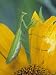 Female Praying Mantis with Egg Sac on Sunflower Photographic Poster Print by Nancy Rotenberg, 30x40
