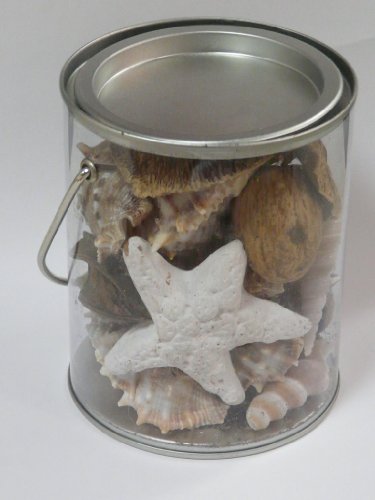 Maritime Deko Muscheln im Eimer