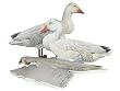 Snow Goose Dozen