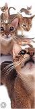 Cats - Abyssinians - Canvas Art Print Poster By Yoneo Morita, 18
