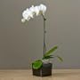 [Removed] Phalaenopsis Orchid