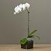 Phalaenopsis Orchid