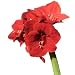 Hippeastrum (aka Amaryllis) - 24