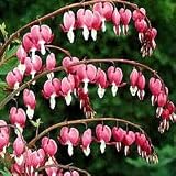 Pink Bleeding Heart