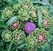 Artichoke Powder ( 1 Lb ) Raintree Nutrition Inc.