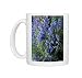 Photo Mugs of Bog sage (Salvia uliginosa) from Science Photo Library