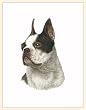 Fiddler's Elbow Boston Terrier Blank Box Note Cards
