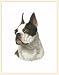 Fiddler's Elbow Boston Terrier Blank Box Note Cards