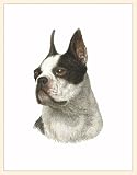 Fiddler's Elbow Boston Terrier Blank Box Note Cards