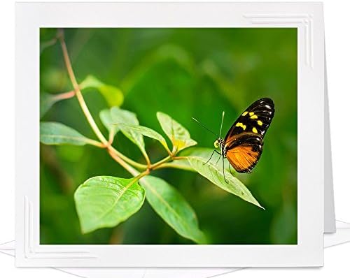 Blank Birthday Card of Tiger Longwing Butterfly - frameable metallic photo