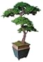 Bonsai Boy's Monterey Preserved Bonsai Tree Kage Style - 6 Feet Tall Preserved - Not a living tree