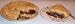 Gourmet Food : Scott's Cakes Cherry Crumb Pie