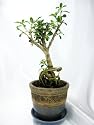 9GreenBox - SERRISA Snow Rose Indoor BONSAI Tree with 3.5" HandCraft Blue Ceramic Pot