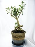 9GreenBox - SERRISA Snow Rose Indoor BONSAI Tree with 3.5 HandCraft Blue Ceramic Pot
