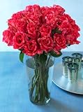 Two Dozen Pink Perfection, Eco-Friendly - Pink Striped, Long-stem Roses