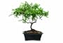Brussel's Darrow's Blueberry Bonsai