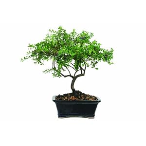 Brussel's Darrow's Blueberry Bonsai by 
