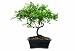 Brussel\'s Darrow\'s Blueberry Bonsai