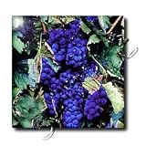 Fruit Food - Grapes - Tiles