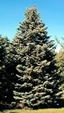 Abies concolor: White Fir Seeds