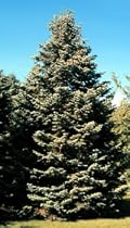 Abies concolor: White Fir Seeds