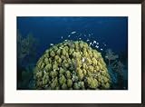 A coral head in waters off of Grand Turk Island Framed Art Print by Wolcott Henry, 29