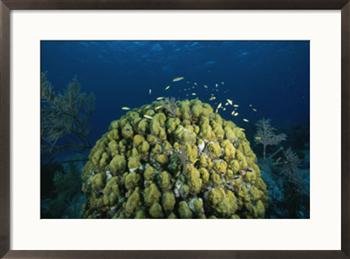 A coral head in waters off of Grand Turk Island Subject Framed Art Poster Print by Wolcott Henry, 29x21