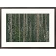 Lodgepole pine tree trunks Photography Framed Art Poster Print by David Boyer, 29x21