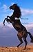 Books : Black Beauty (Annotated)