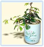 Mimosa Tree