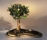 Baby Jade on Rock Slab Bonsai Tree.(Portlacaria Afra)