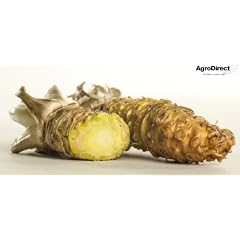 EXKLUSIV: Frischer, Echter Wasabi (15 Gramm pro Teilst�ck) - Kaufen Sie die unvergleichliche frische Alternative zur Wasabi-Paste - NEUE ERNTE VOM 20.05.2012 -