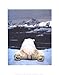 Dream of a Polar Bear Art Poster Print by Art Wolfe, 11x14