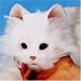 夢ねこ(ホワイト)
