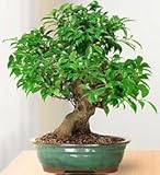 Flowers by 1800Flowers - Golden Gate Ficus 10 Year Specimen Bonsai