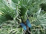 Eigenschaften Exoga  / Mazaripalme - Nannorrhops ritchiana - Samen