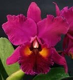 Blc Memoria Tara Butler (Bare-root plant)