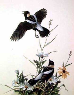Bobolink