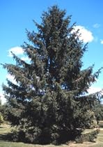 Picea abies: Norway Spruce Seeds