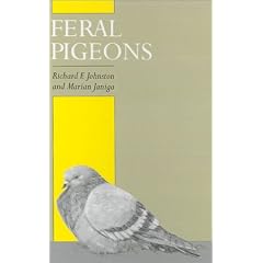 Feral Pigeons