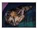 Sleeping Kitten, Tortie Cat Poster Print by Heather Maclean, 10x8