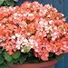 Geranium SEEDS: Pelargonium : Horizon Orange Ice F1