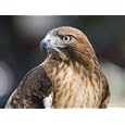 Recovering Captive Red-Tailed Hawk, California Art Styles Photographic Poster Print by Rich Reid, 24x18