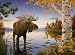 Majestic Moose Jigsaw Puzzle 1000pc