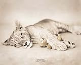 Rachel Hale (Tiger Cub with Doll) Art Poster Print - 16 X 20