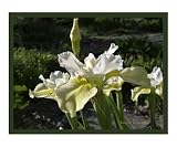 Butter & Sugar Siberian Iris Photograph Photographic Poster Print by Amy Reges, 20x24