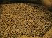 Brazil Premium Green Coffee Bean 5 Lb.