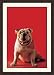 Bulldog by Anonymous - Framed Artwork