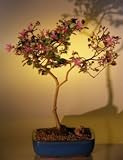 Flowering Chinese Fringe Bonsai Tree<br><i>(loropetalum chinensis)</i>