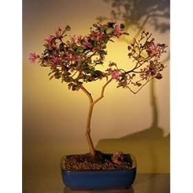 Bonsai Boy's Flowering Chinese Fringe Bonsai Tree(loropetalum chinensis)